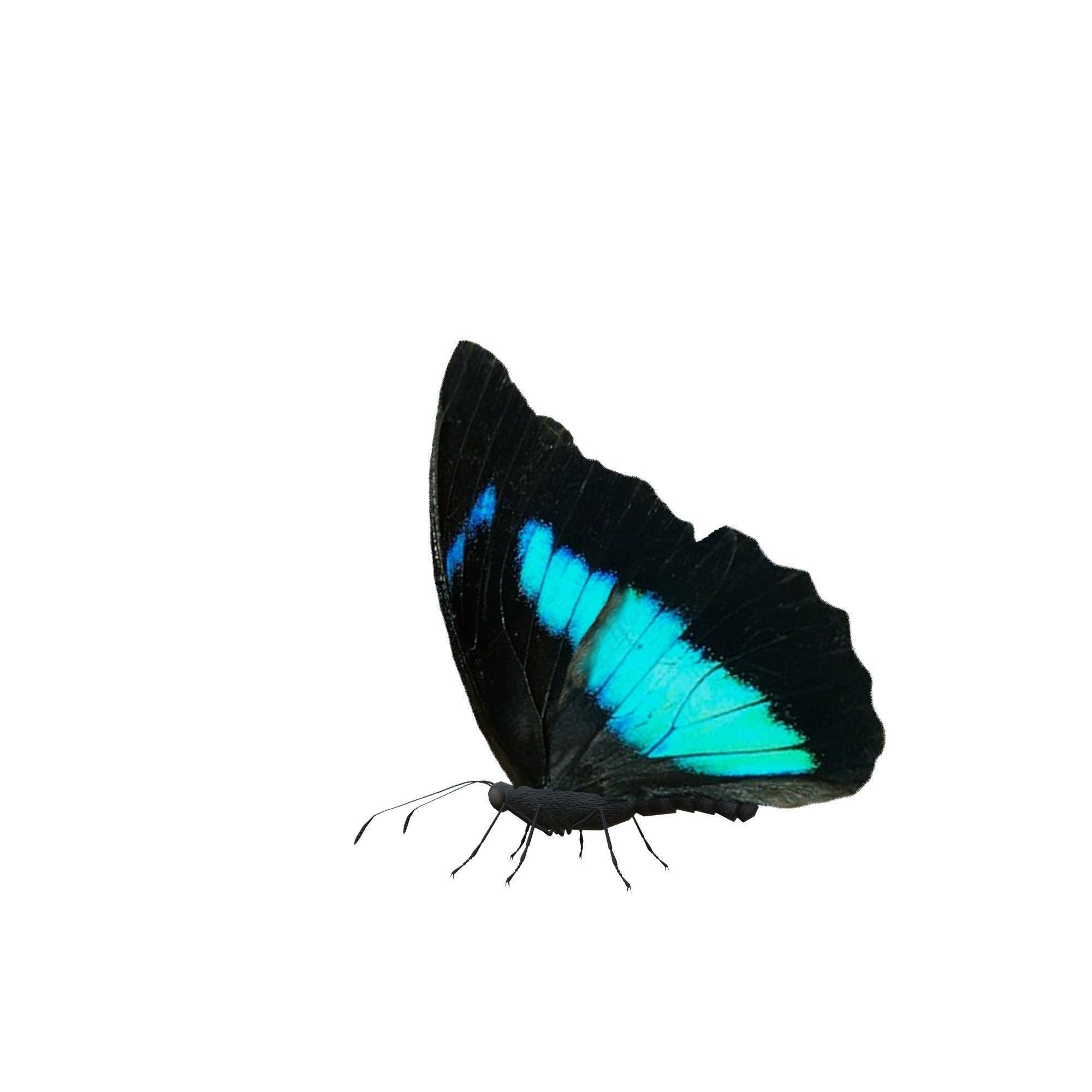 Butterfly Collection Pack 13-18 Low-poly 3D model_30