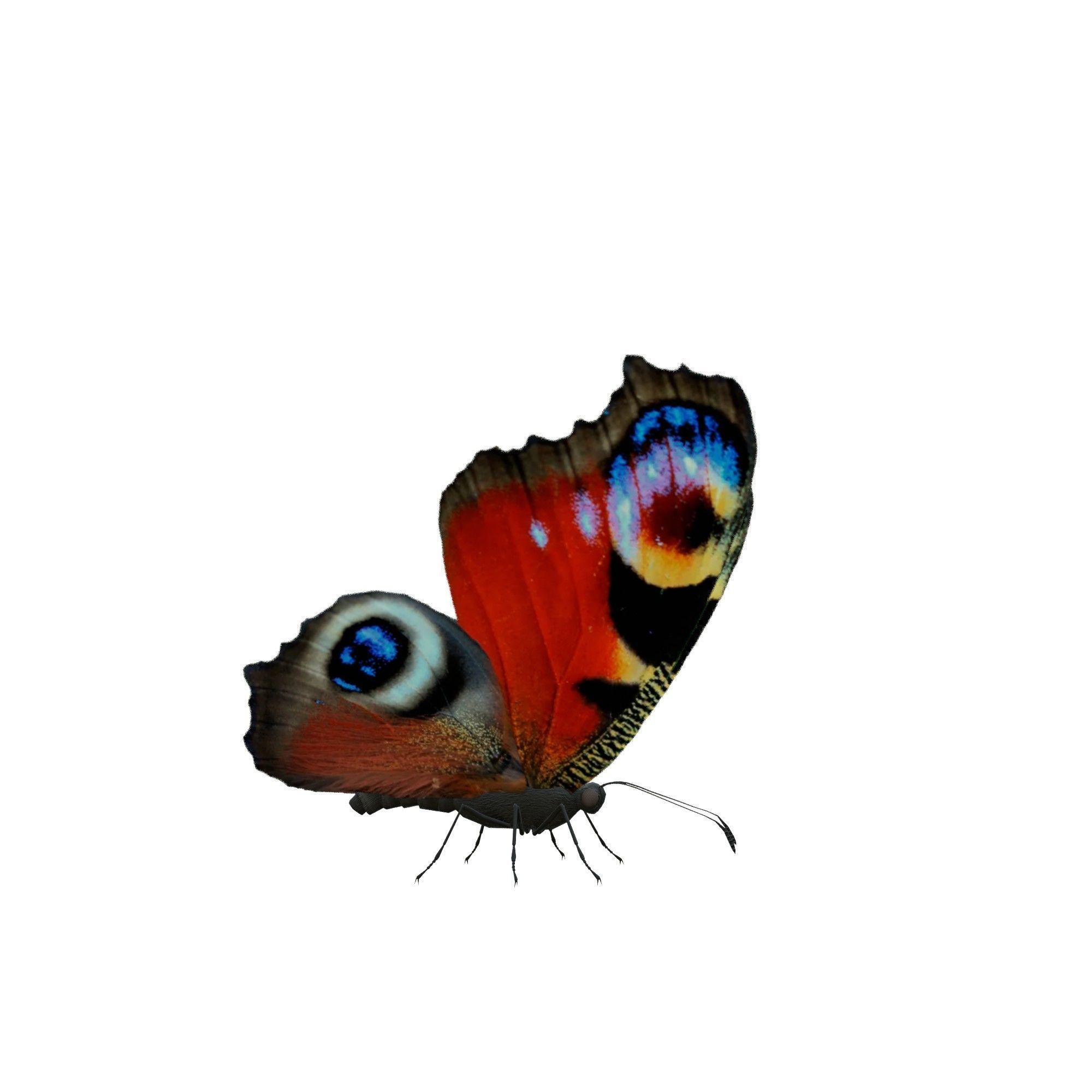 Butterfly Collection Pack 13-18 Low-poly 3D model_15