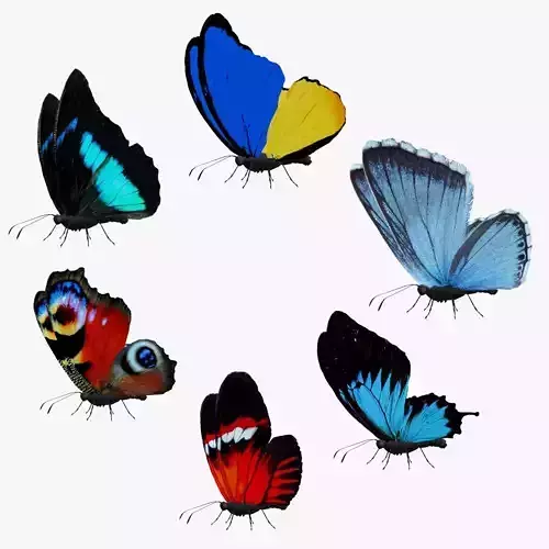 Butterfly Collection Pack 13-18 Low-poly 3D model