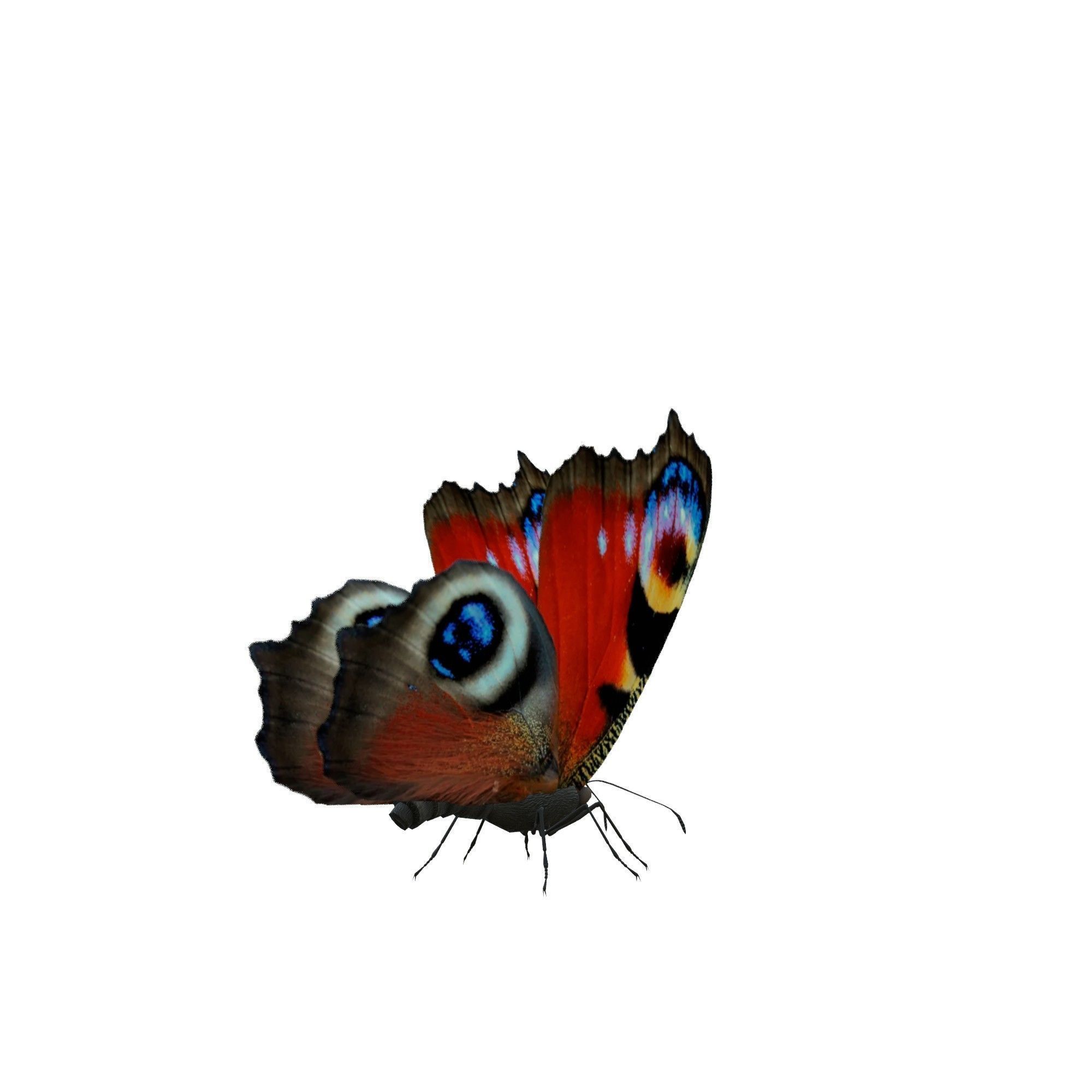 Butterfly Collection Pack 13-18 Low-poly 3D model_14