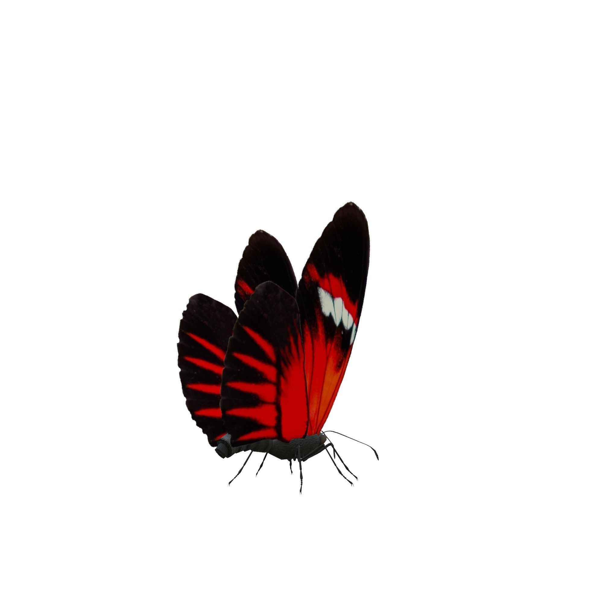 Butterfly Collection Pack 13-18 Low-poly 3D model_2