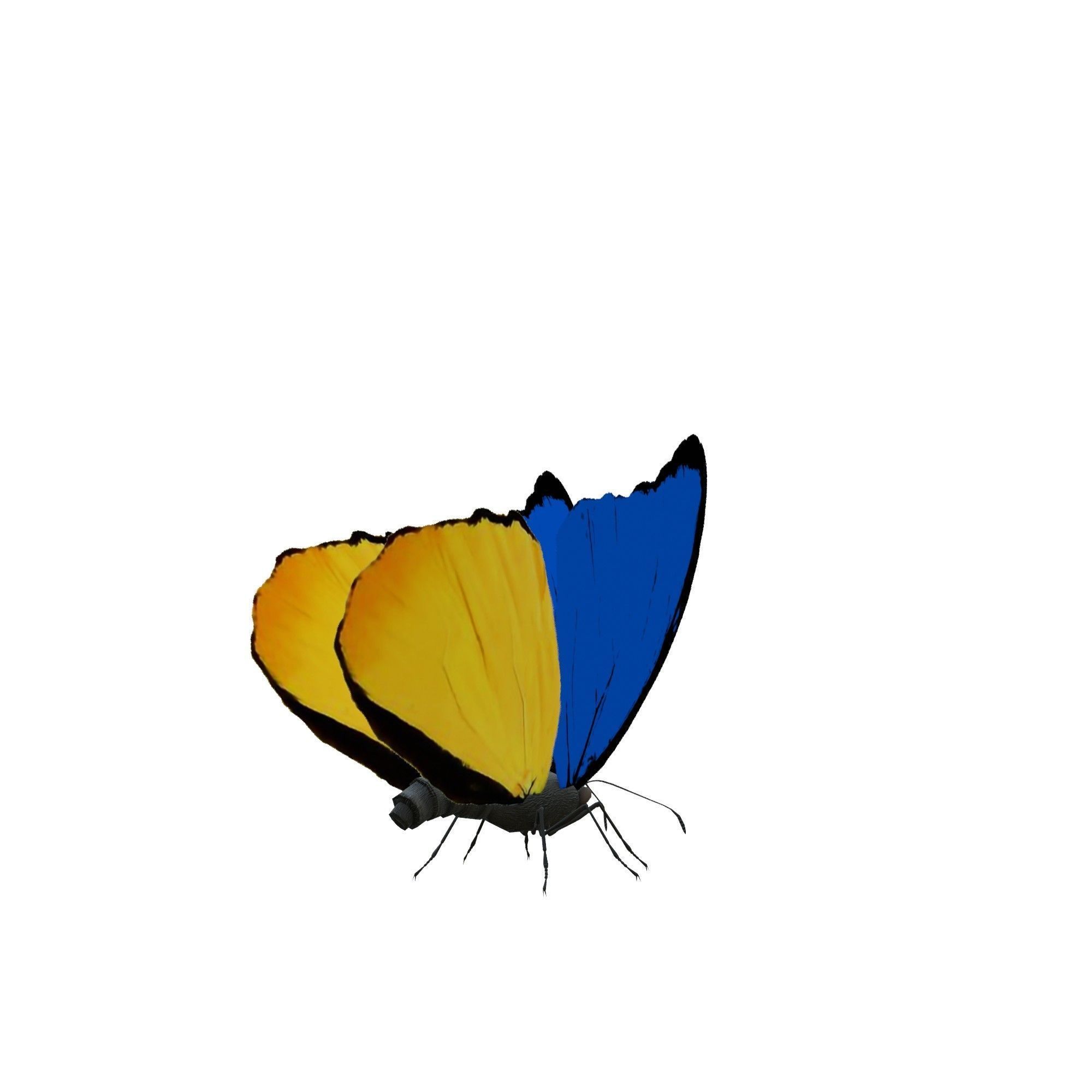 Butterfly Collection Pack 13-18 Low-poly 3D model_32