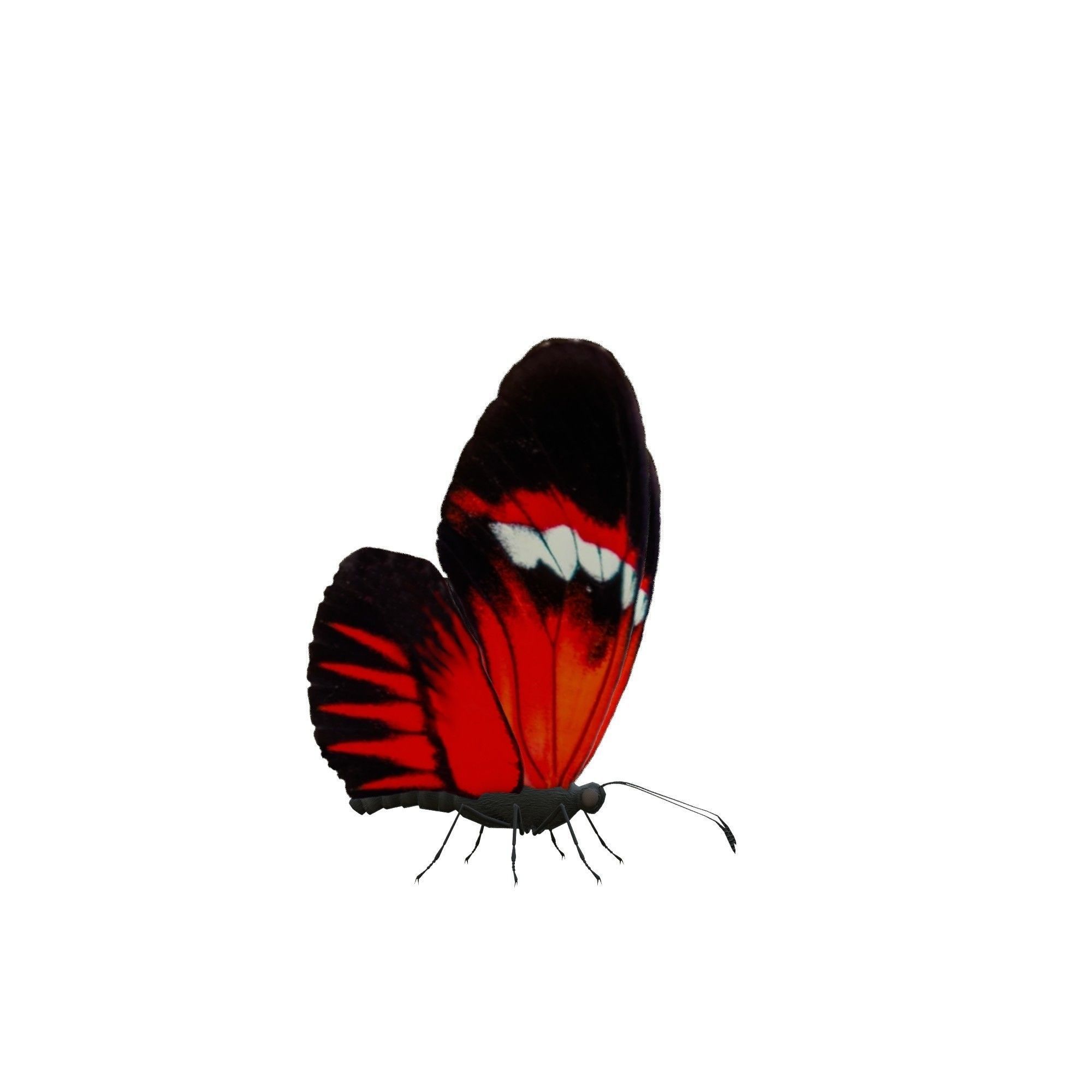 Butterfly Collection Pack 13-18 Low-poly 3D model_3