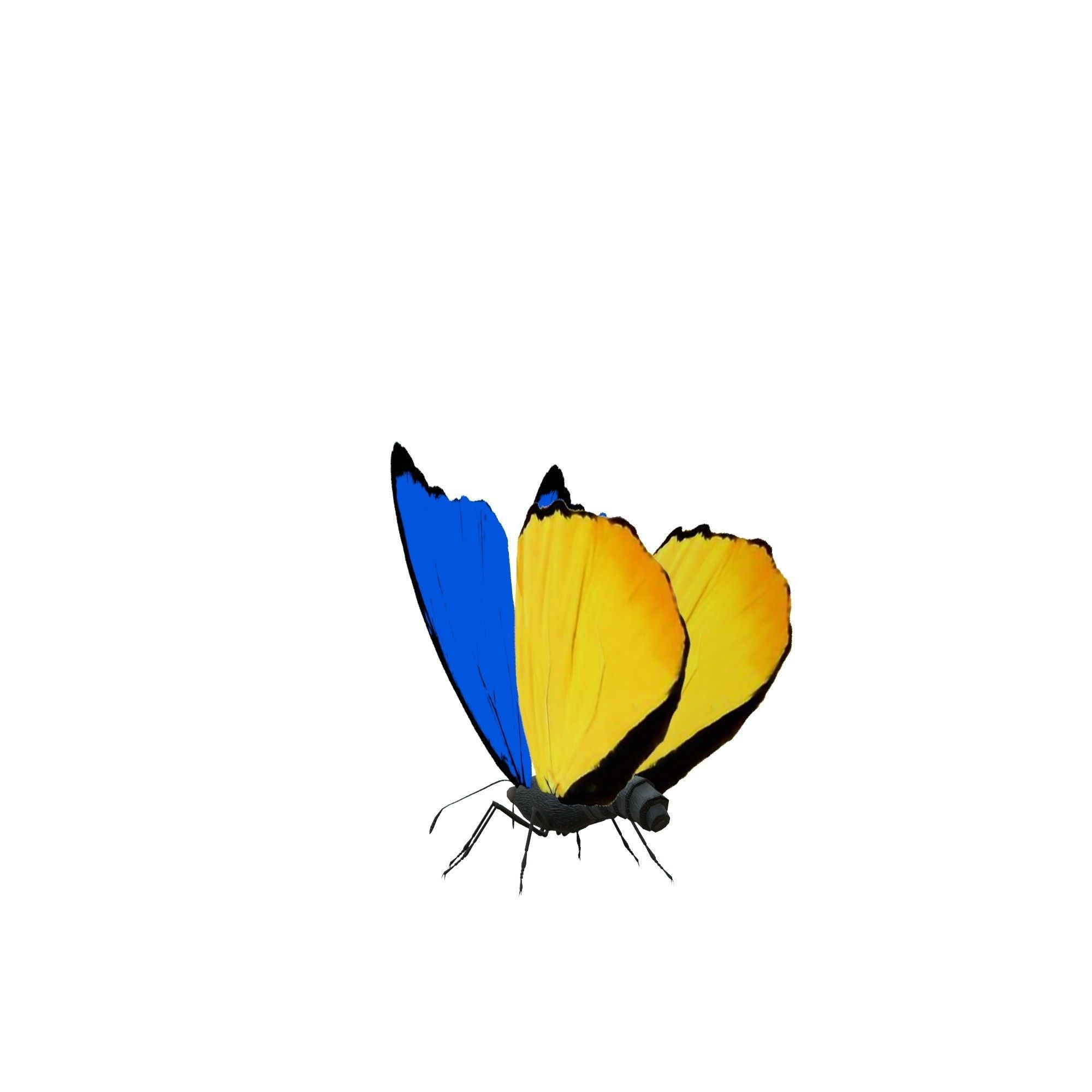 Butterfly Collection Pack 13-18 Low-poly 3D model_37