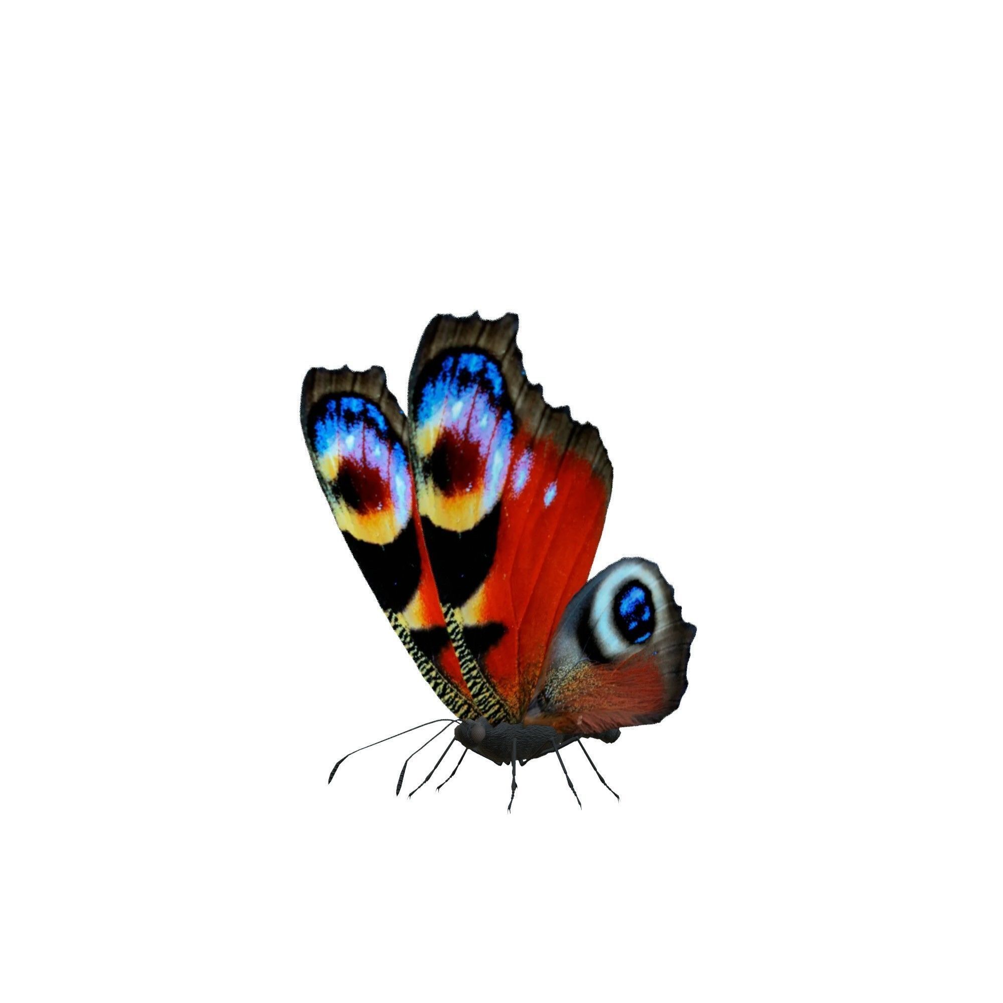 Butterfly Collection Pack 13-18 Low-poly 3D model_17