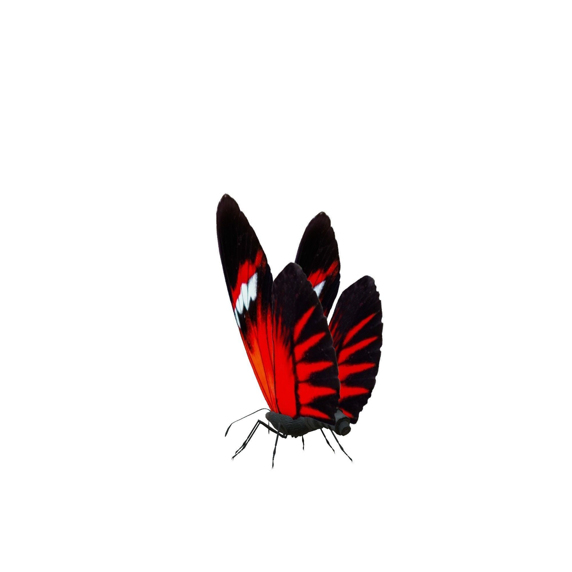 Butterfly Collection Pack 13-18 Low-poly 3D model_7