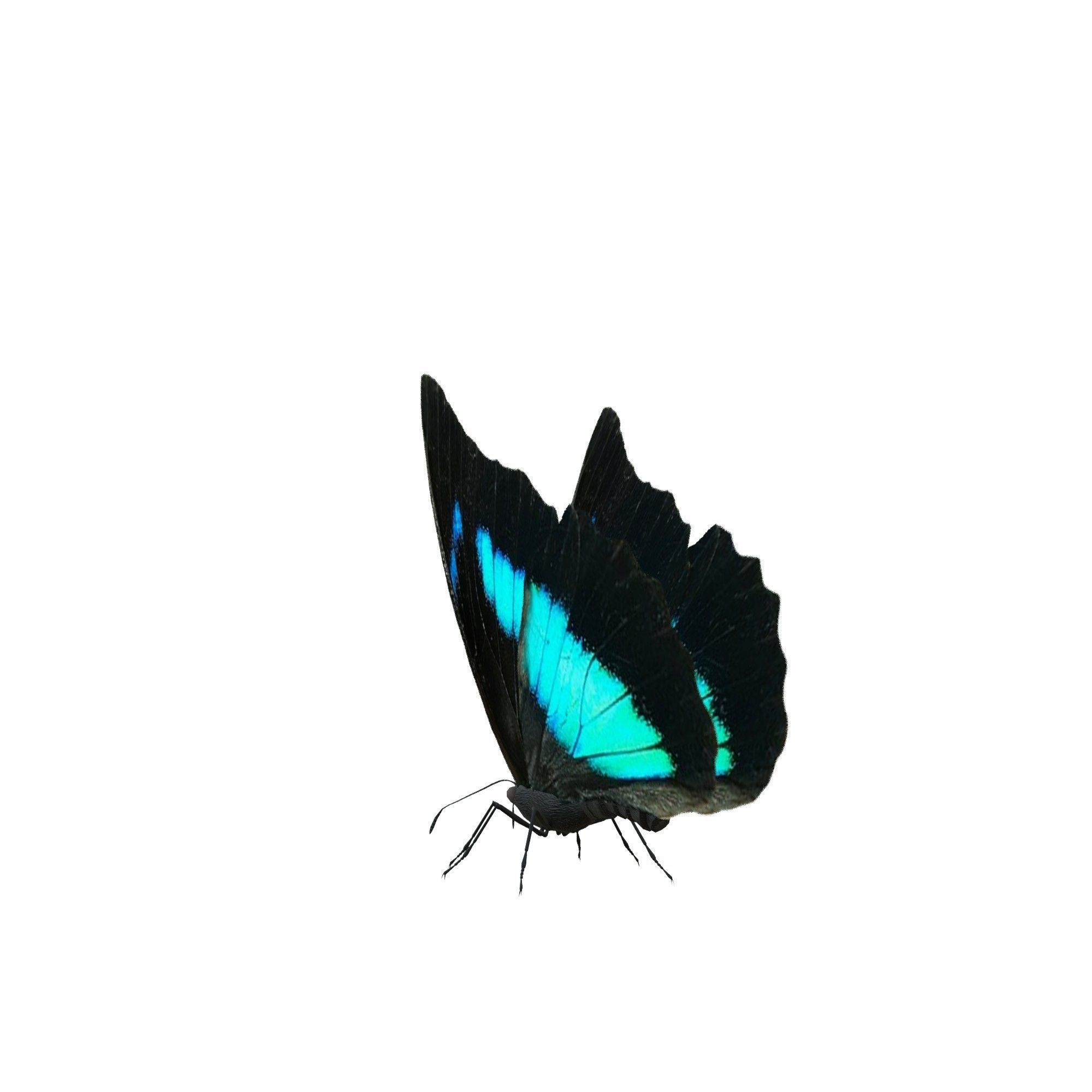 Butterfly Collection Pack 13-18 Low-poly 3D model_31