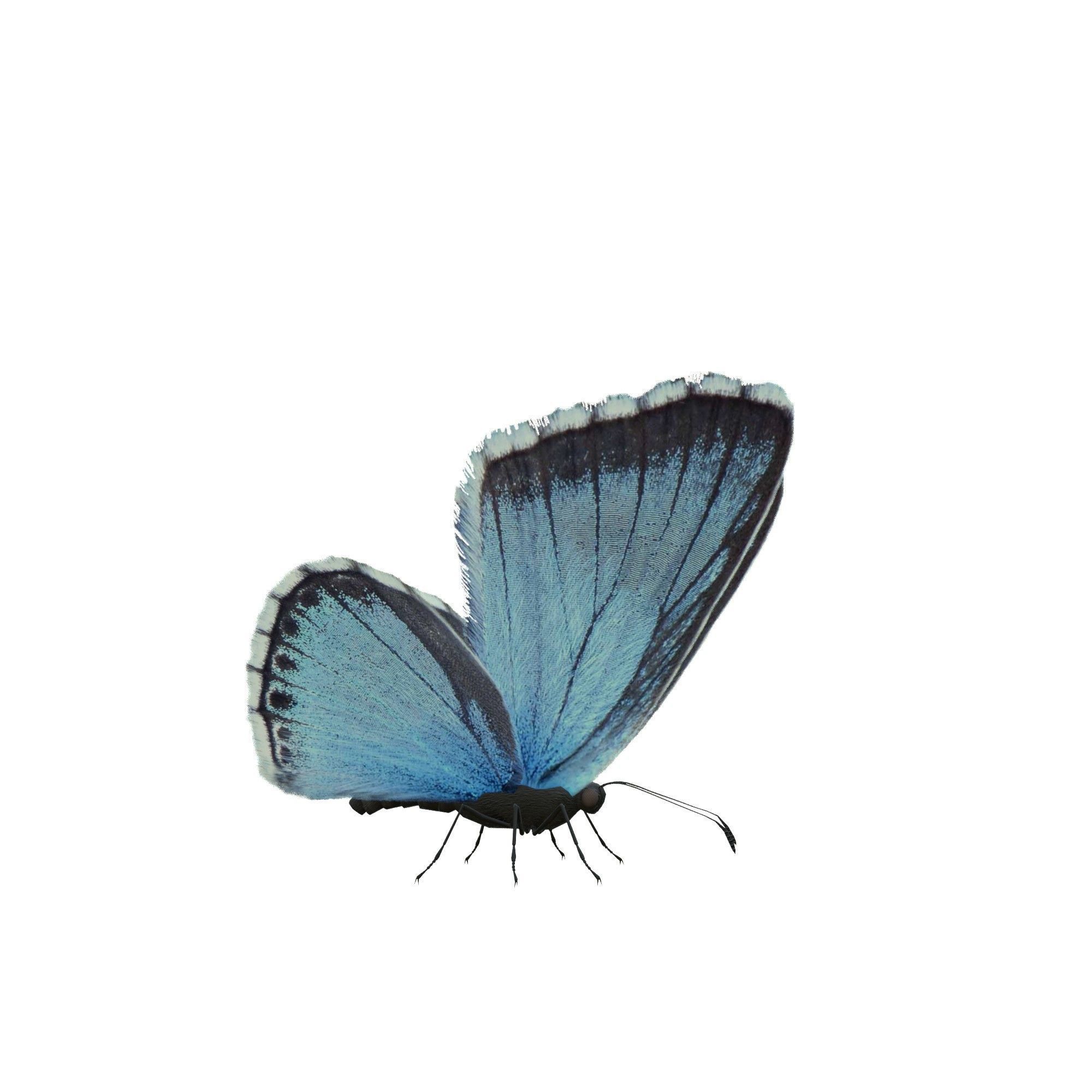 Butterfly Collection Pack 13-18 Low-poly 3D model_9