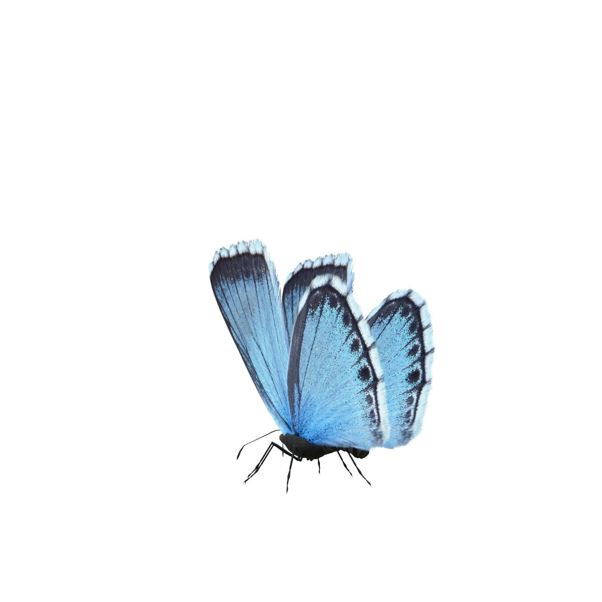 Butterfly Collection Pack 13-18 Low-poly 3D model_13