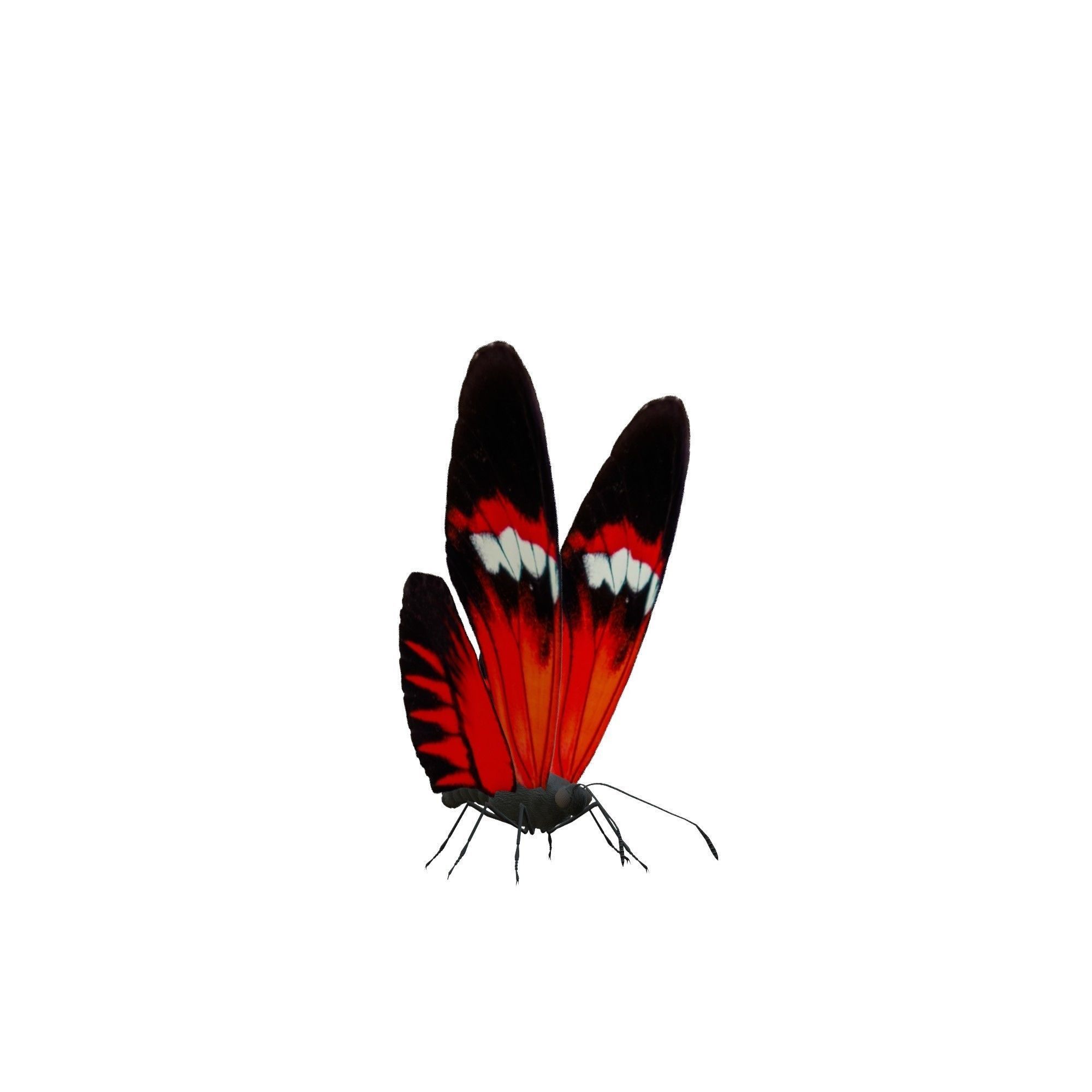 Butterfly Collection Pack 13-18 Low-poly 3D model_4