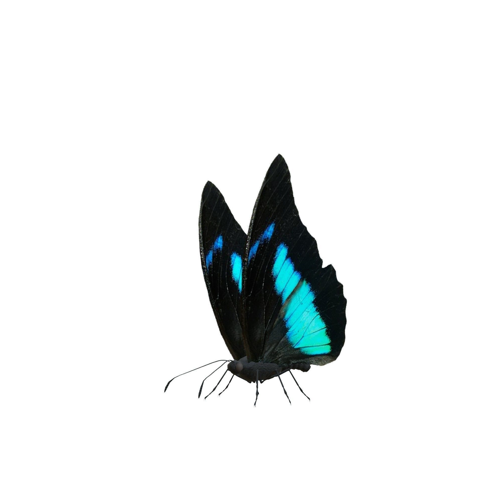 Butterfly Collection Pack 13-18 Low-poly 3D model_29