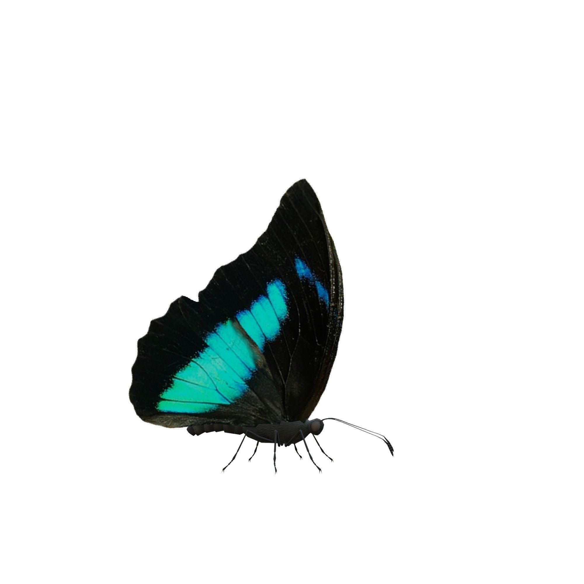 Butterfly Collection Pack 13-18 Low-poly 3D model_27