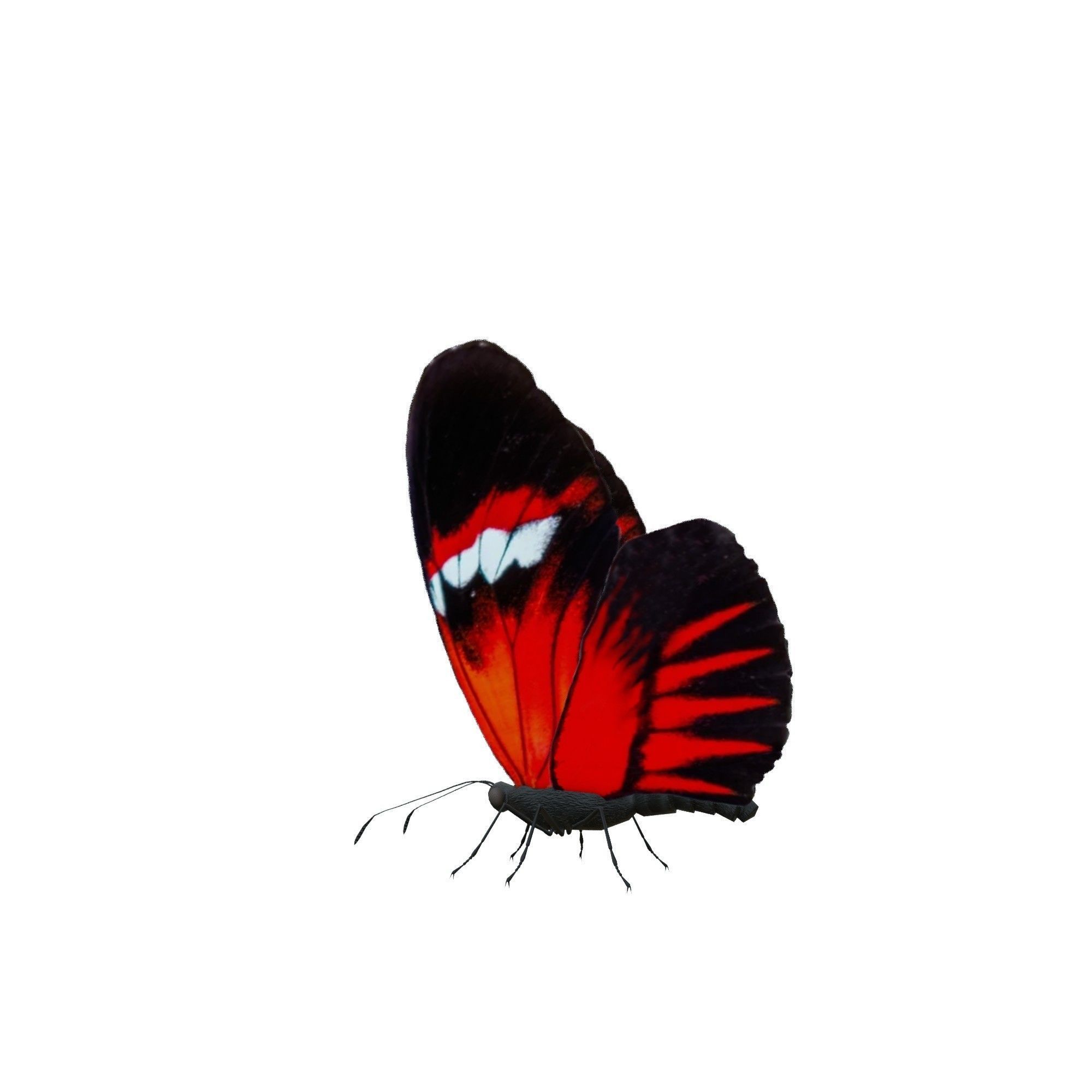 Butterfly Collection Pack 13-18 Low-poly 3D model_6