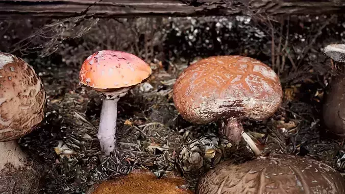 Mushrooms Package  150 Assets