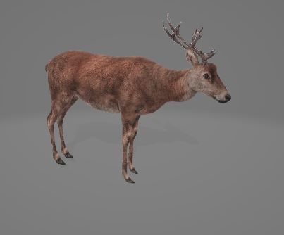 Animated-Deer 3D model_1