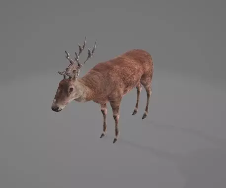 Animated-Deer 3D model_0