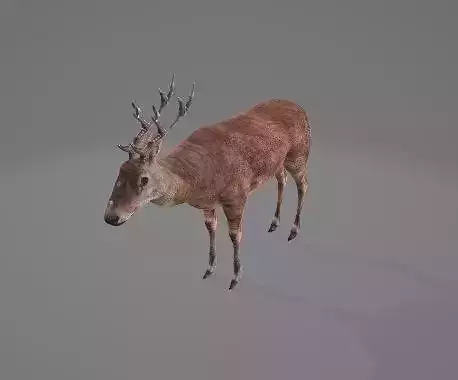Animated-Deer