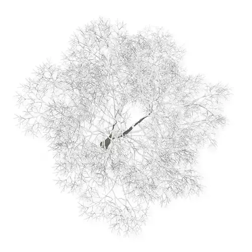 American Beech 8M Winter