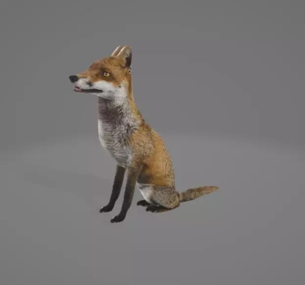 Animated Fox 3D model_0