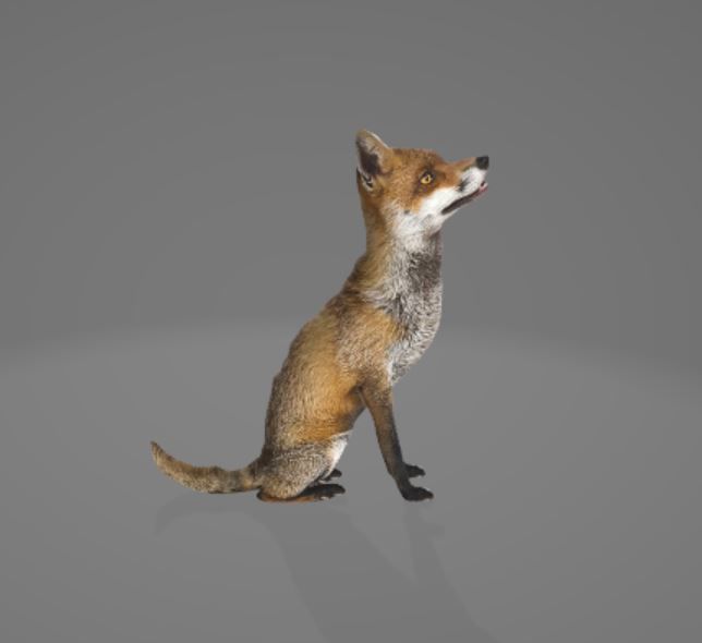 Animated Fox 3D model_1