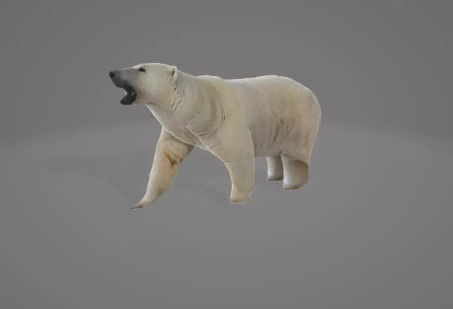 Animated Polarbear 3D model_0