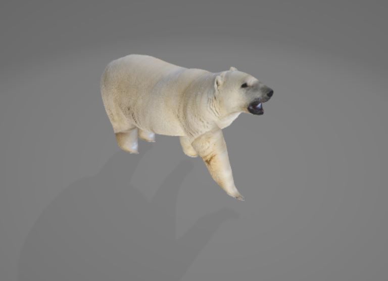 Animated Polarbear 3D model_1