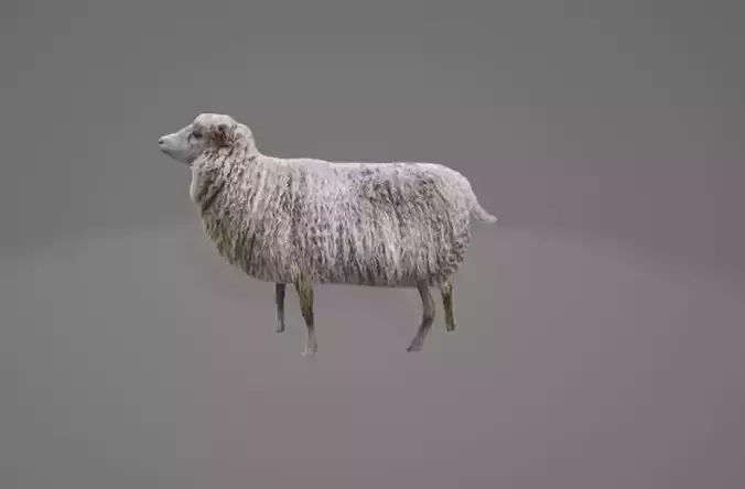 Animated Sheep