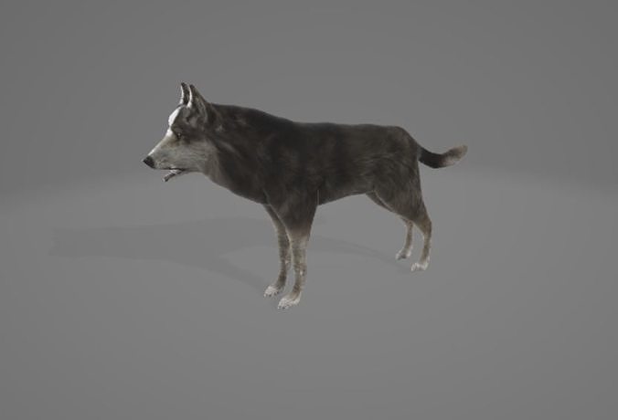 Animated Wolf 3D model