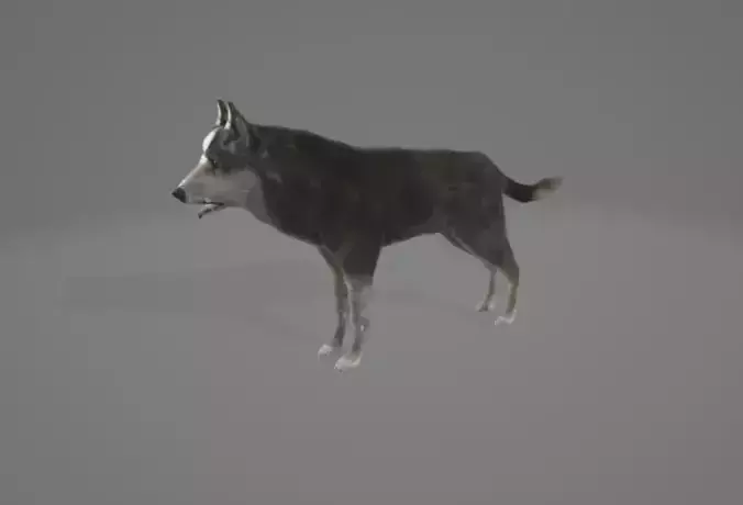 Animated Wolf