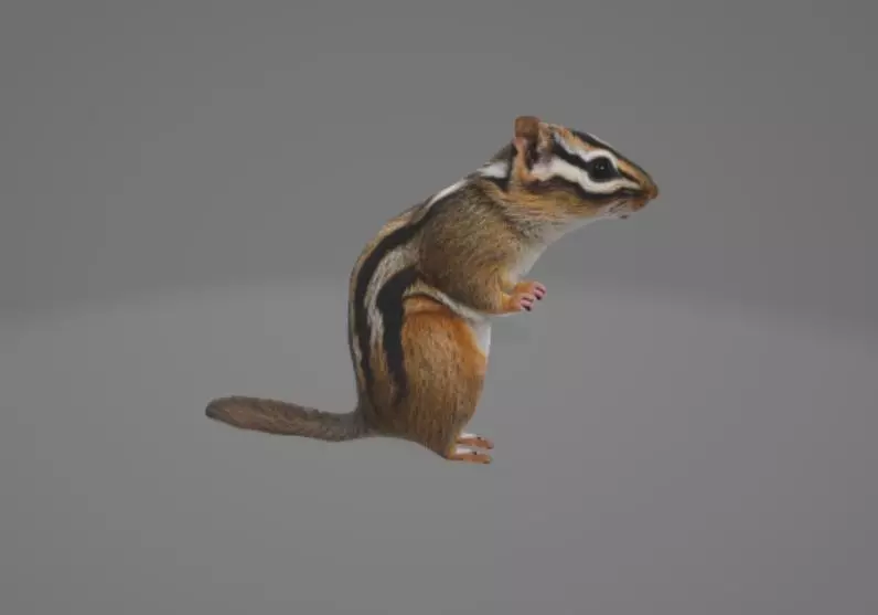 Animated Chipmunk 3D model_0