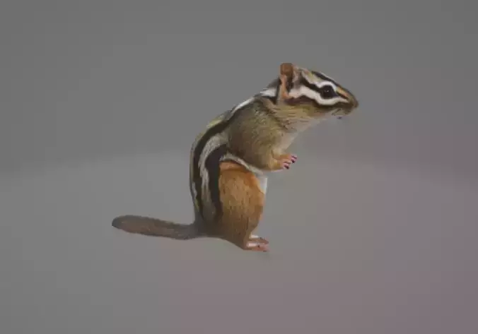 Animated Chipmunk