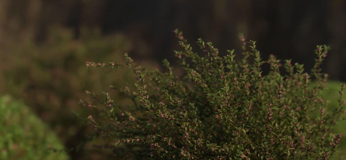 Realistic 3D plants- Pack of 5 each with 4 variants Free low-poly 3D model_5