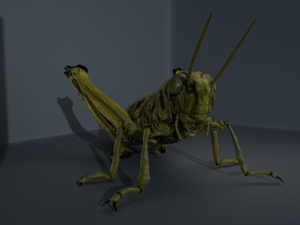 4 Type of insects Low-poly 3D model_1
