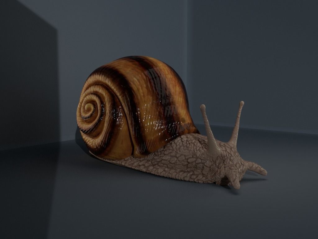 4 Type of insects Low-poly 3D model_13