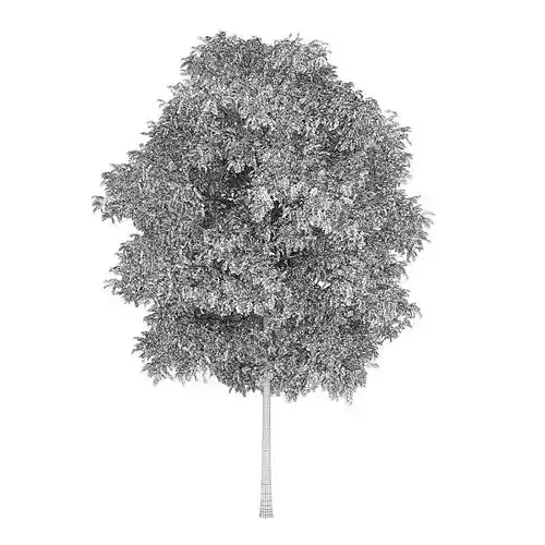 Silver Birch 5 Betula pendula 44936