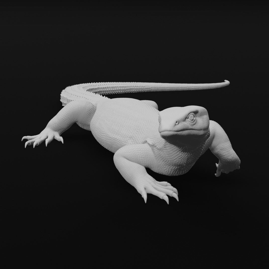 Ackie Monitor - Spiny Tailed Monitor - Lizard Reptile 3D Print 3D print model_4