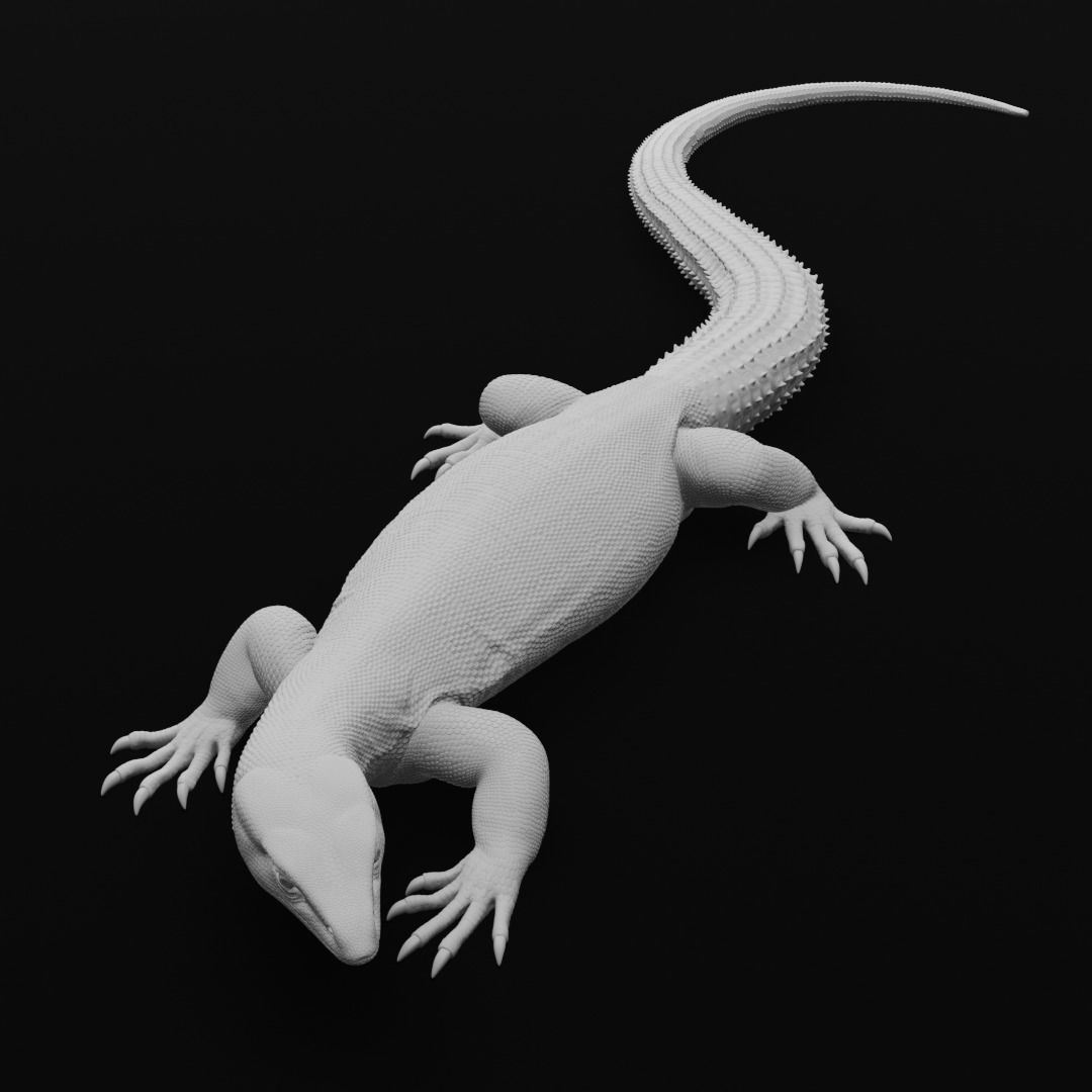 Ackie Monitor - Spiny Tailed Monitor - Lizard Reptile 3D Print 3D print model_8