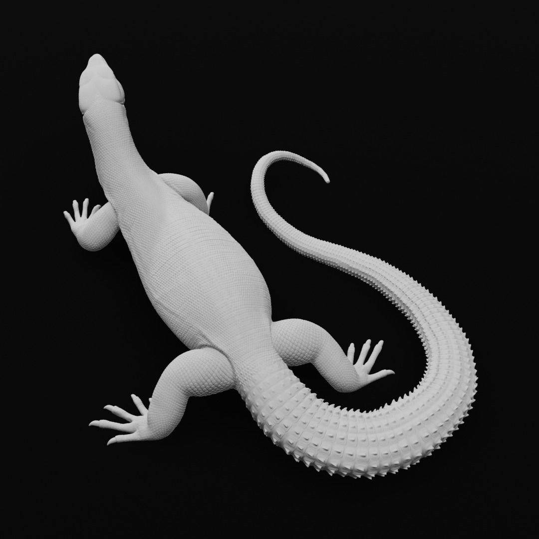 Ackie Monitor - Spiny Tailed Monitor - Lizard Reptile 3D Print 3D print model_3