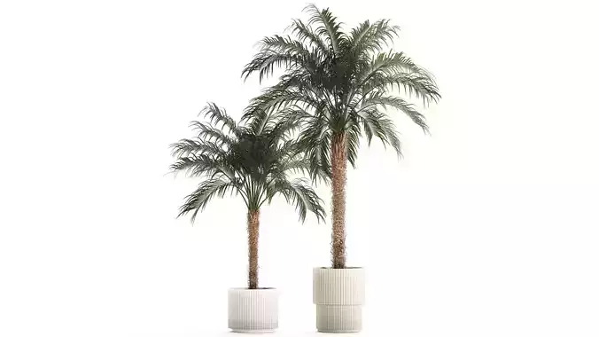 Beautiful Phoenix roebelenii palm tree in a flower pot for home 