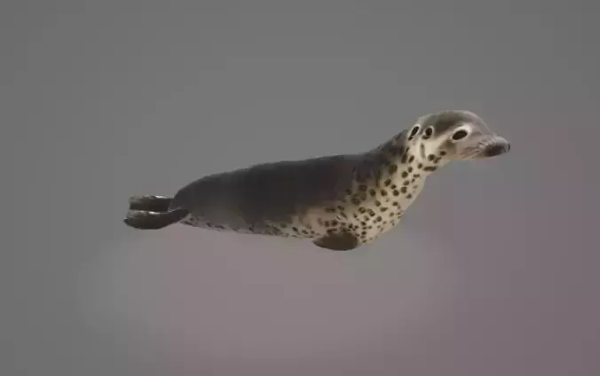 Animated Seal