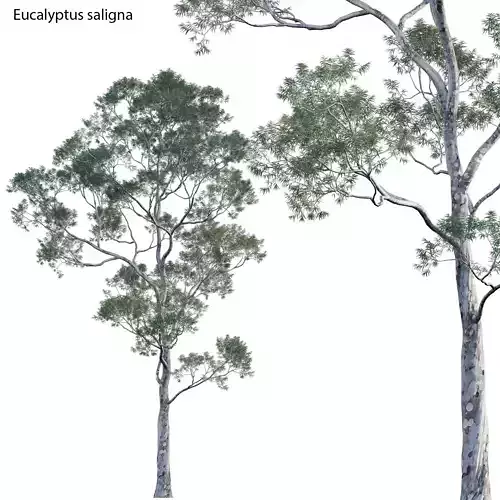 Eucalyptus saligna - Sydney Blue Gum 02