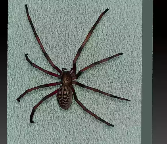 spider  3D print model