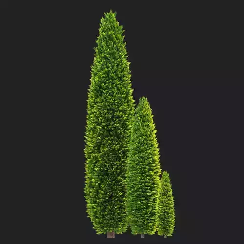 Cupressocyparis Leylandii Cypress Gold