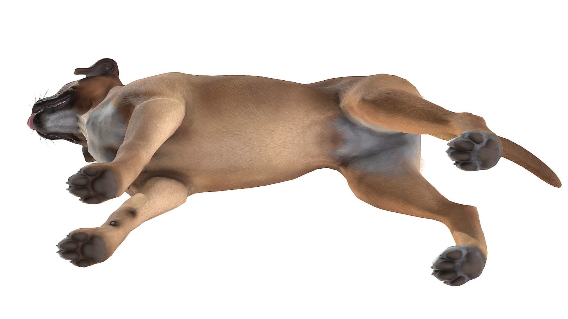 Dog - Boxer Low-poly 3D model_5