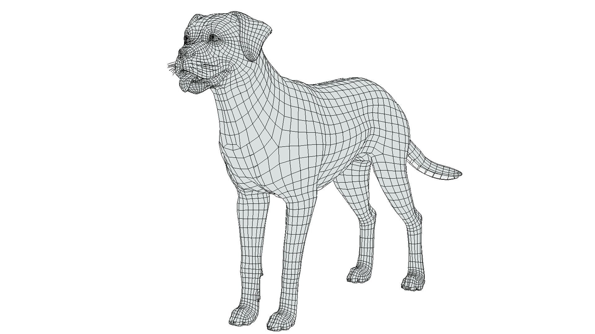 Dog - Boxer Low-poly 3D model_6