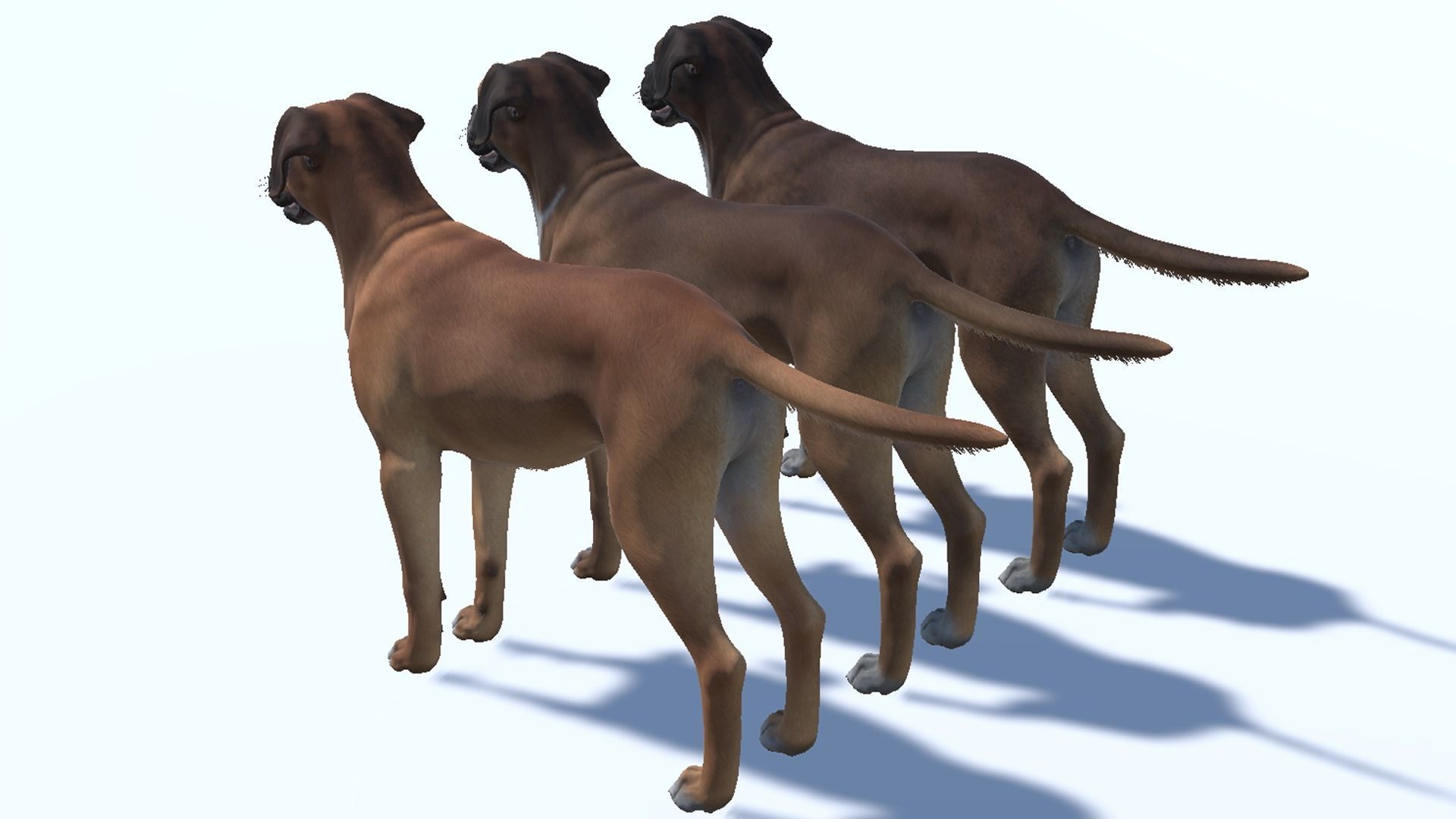 Dog - Boxer Low-poly 3D model_7