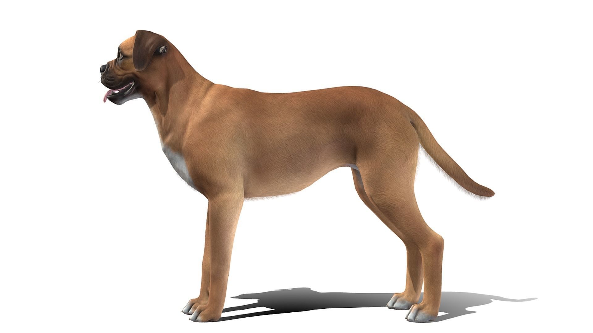 Dog - Boxer Low-poly 3D model_3