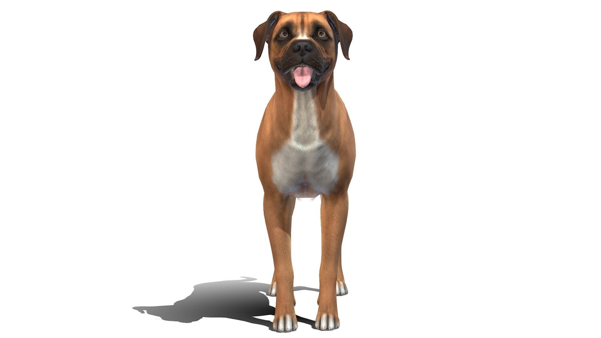 Dog - Boxer Low-poly 3D model_2