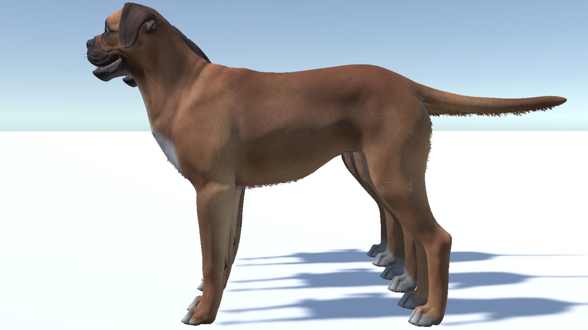 Dog - Boxer Low-poly 3D model_12