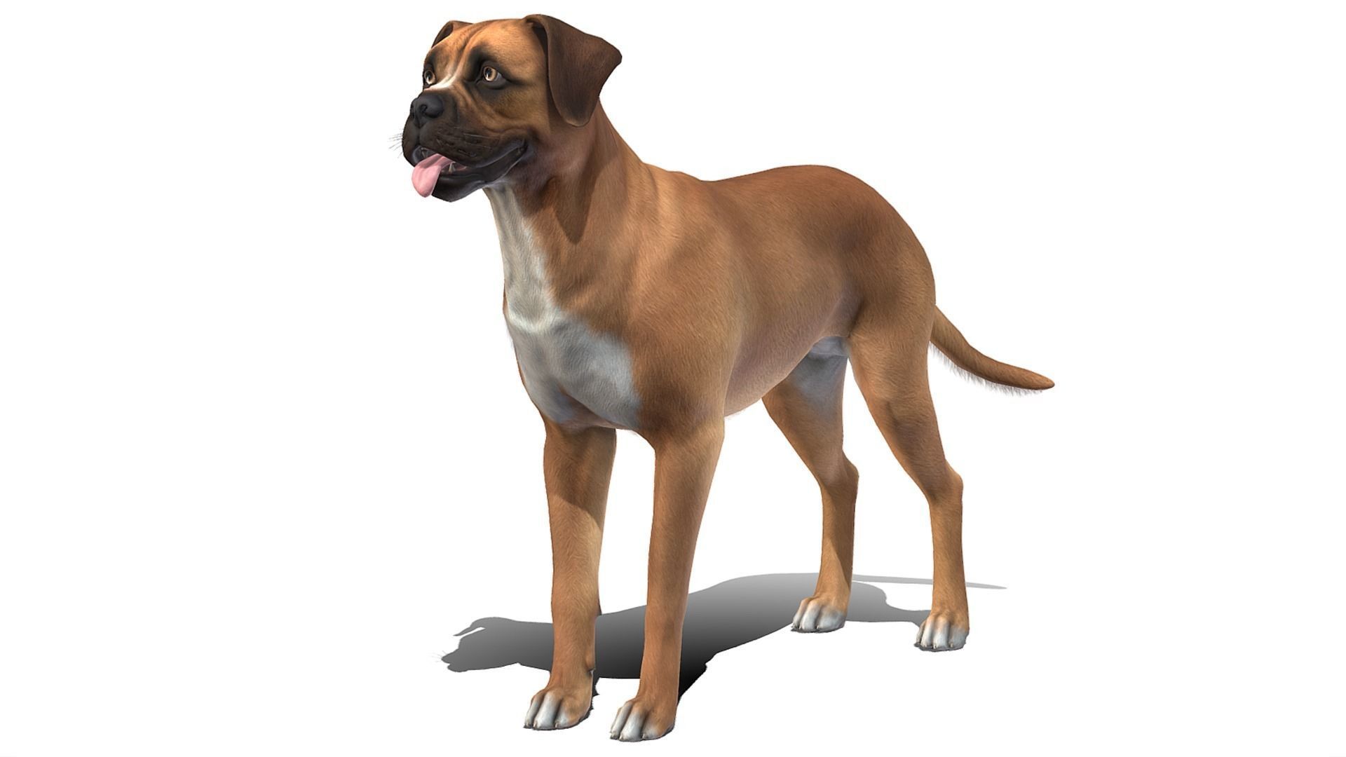 Dog - Boxer Low-poly 3D model_1